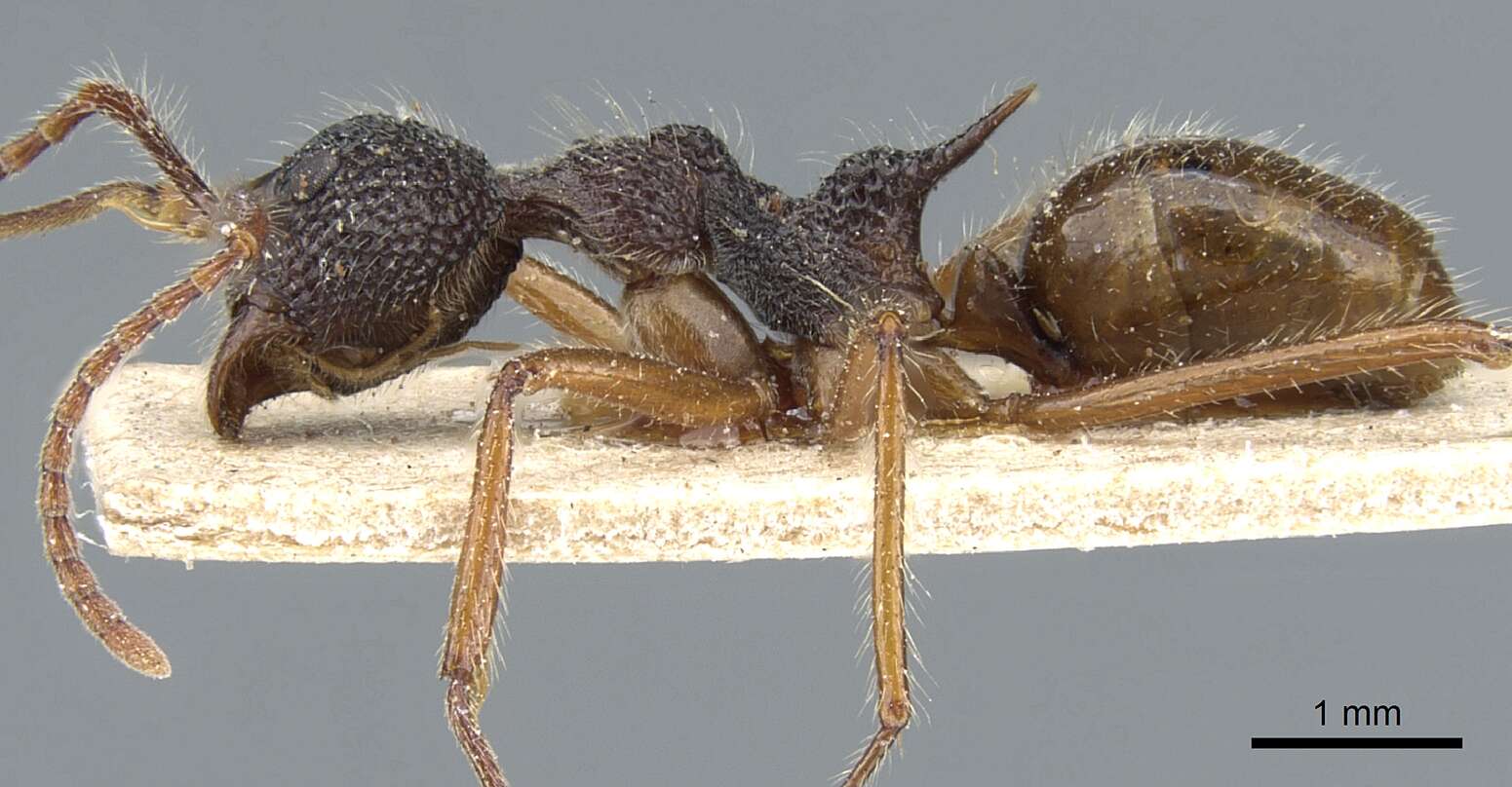 Image of Dolichoderus beccarii Emery 1887