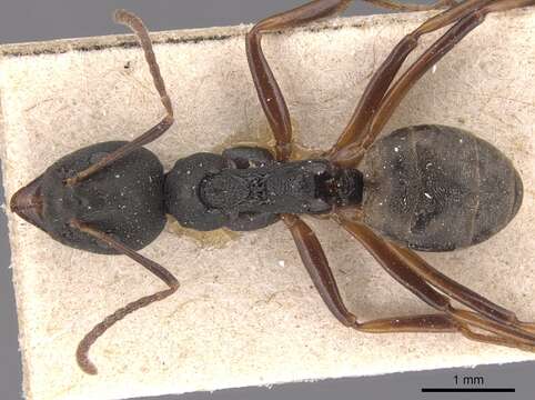 Dolichoderus modiglianii Emery 1900的圖片