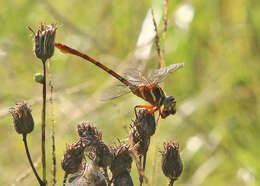 Image of Two-striped Forceptail