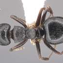 Image of Dolichoderus schulzi Emery 1894