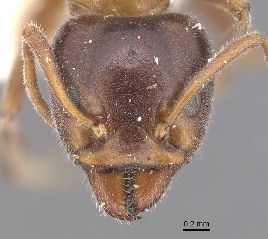 Image of Velvety Tree Ants