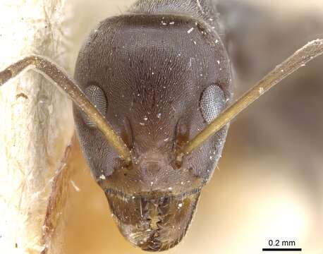 Image of Iridomyrmex bicknelli Emery 1898