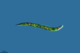 Image de Euglena deses