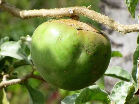 Image of Solanum lycocarpum A. St.-Hil.