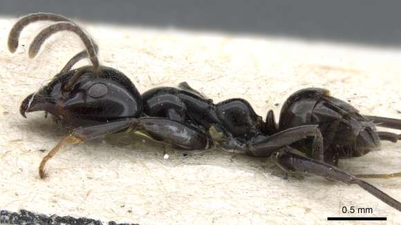 Image of Iridomyrmex calvus Emery 1914