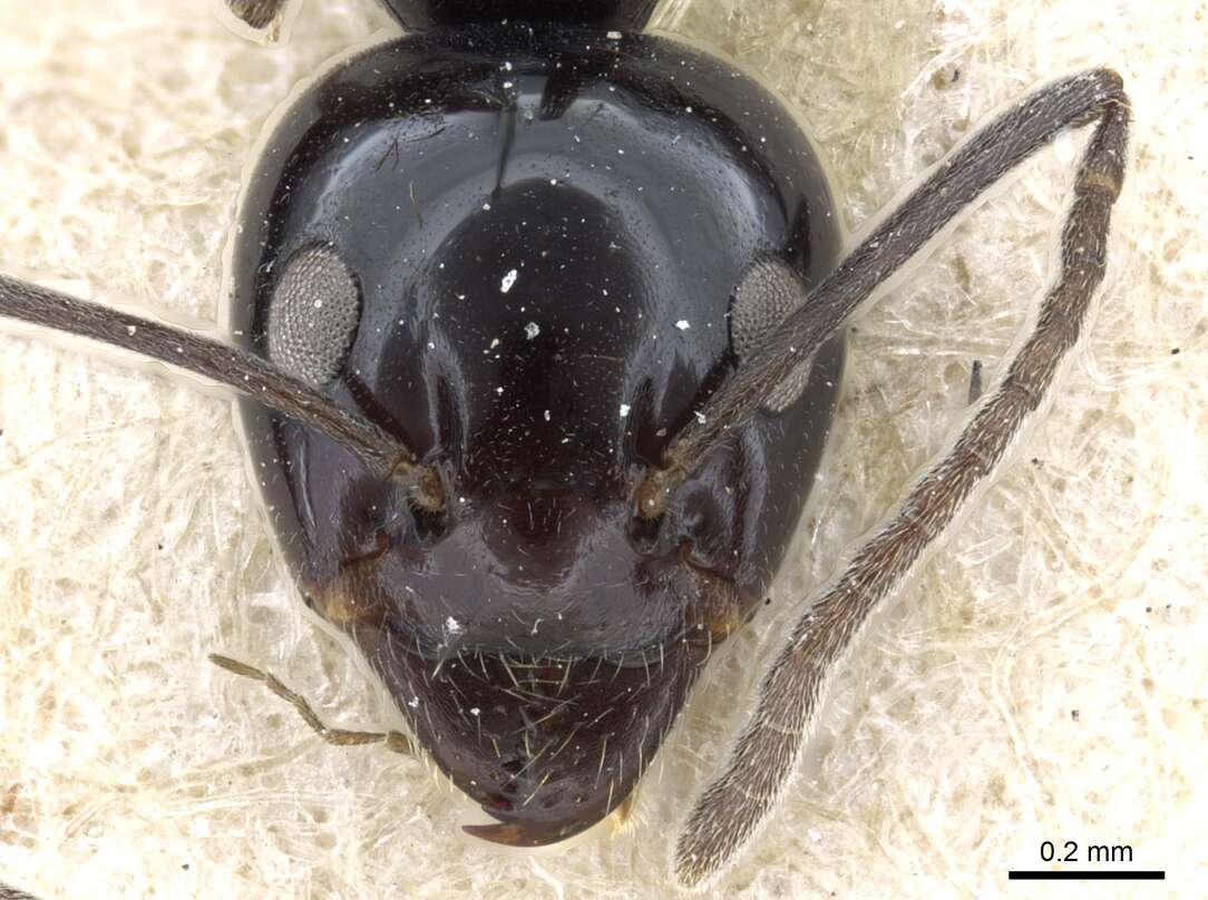 Image of Iridomyrmex obsidianus Emery 1914