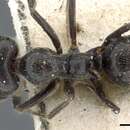 Image of Anonychomyrma fornicata (Emery 1914)