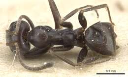 Image of Iridomyrmex mattiroloi Emery 1898