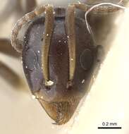 Image of Iridomyrmex mattiroloi Emery 1898