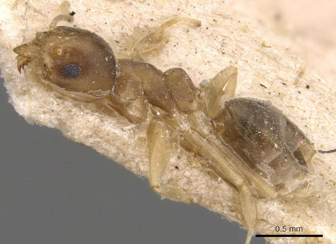 Image of Technomyrmex textor