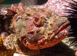 Image of Red scorpionfish