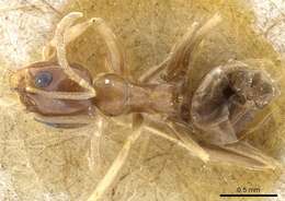 Image of Dorymyrmex minutus Emery 1895