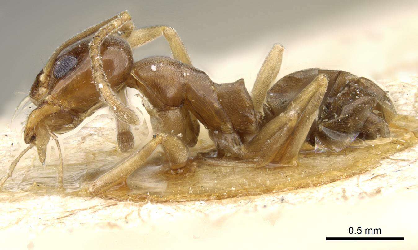 Image of Dorymyrmex minutus Emery 1895