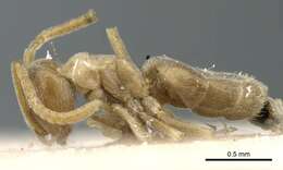 Image de Bothriomyrmex turcomenicus Emery 1925