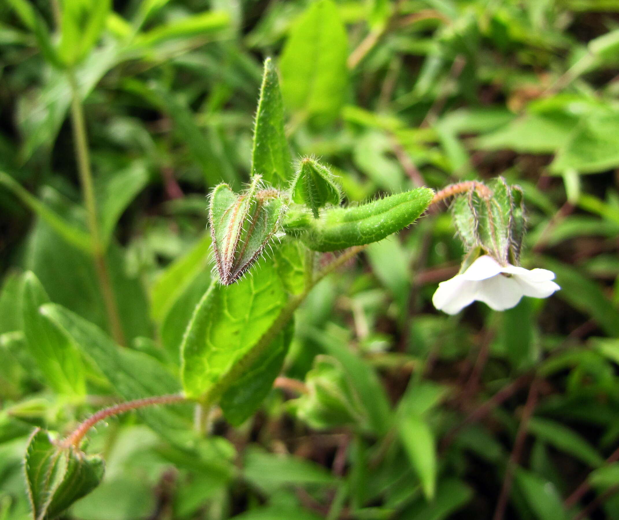 Trichodesma inaequale Edgew. resmi