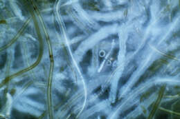 Image of Algae