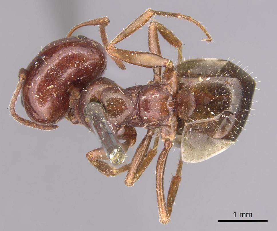 Image of <i>Melophorus major</i>