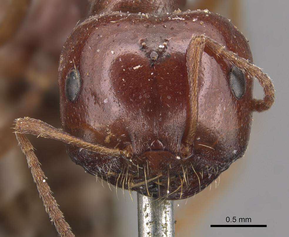 Image of <i>Melophorus major</i>