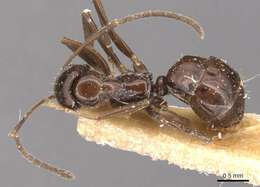 Image of Prolasius depressiceps (Emery 1914)