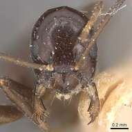 Image of Prolasius depressiceps (Emery 1914)