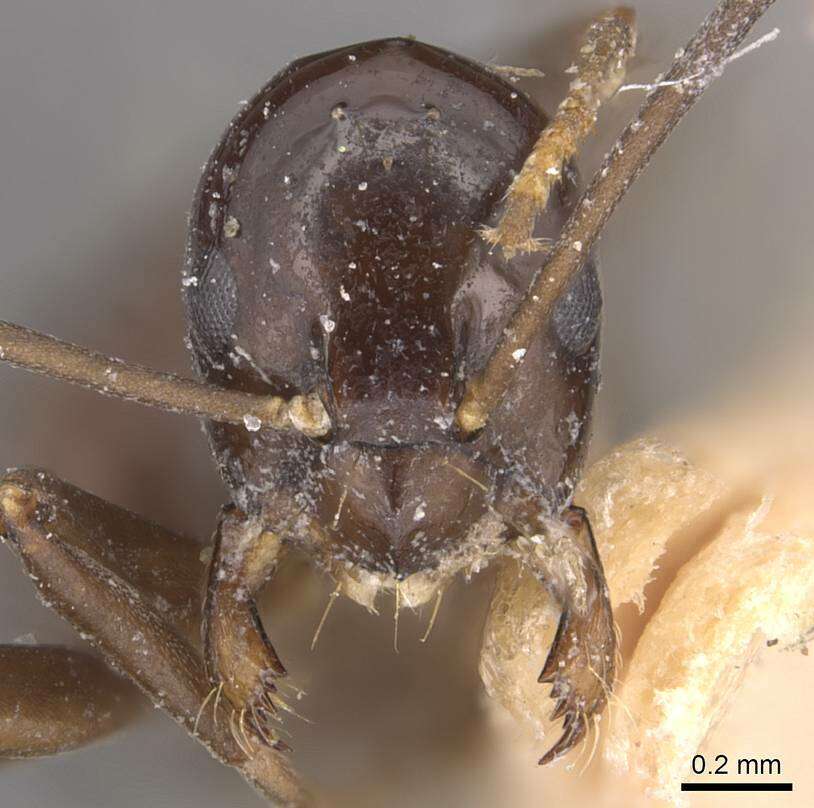 Image of Prolasius depressiceps (Emery 1914)