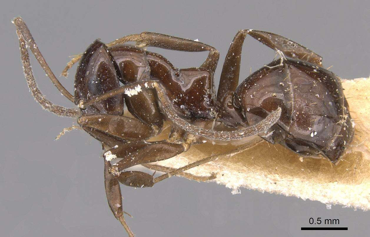 Image of Prolasius depressiceps (Emery 1914)