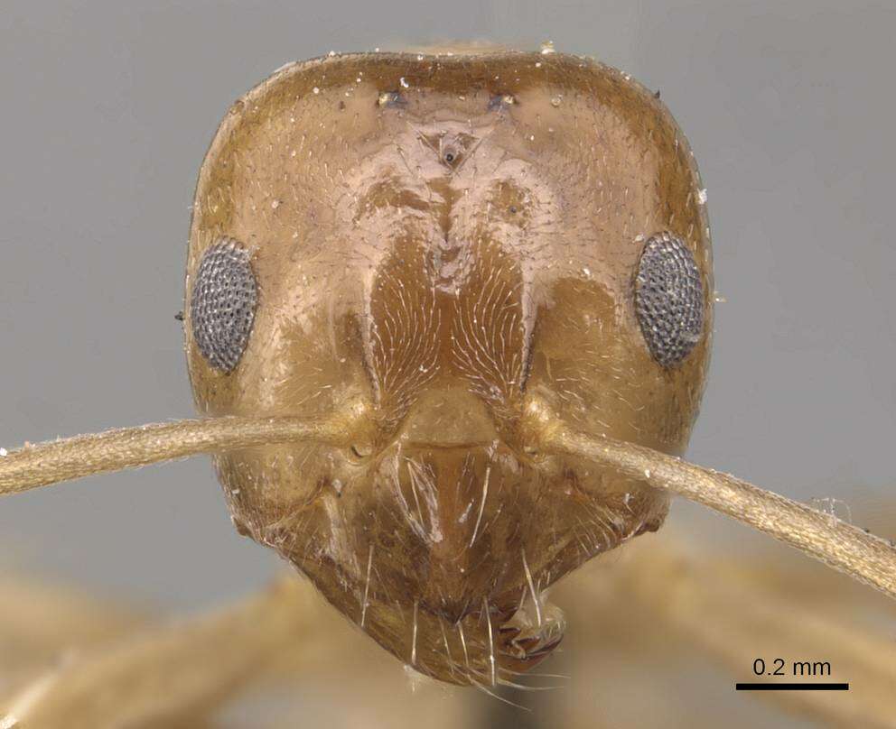 Image of Lasiophanes picinus (Roger 1863)