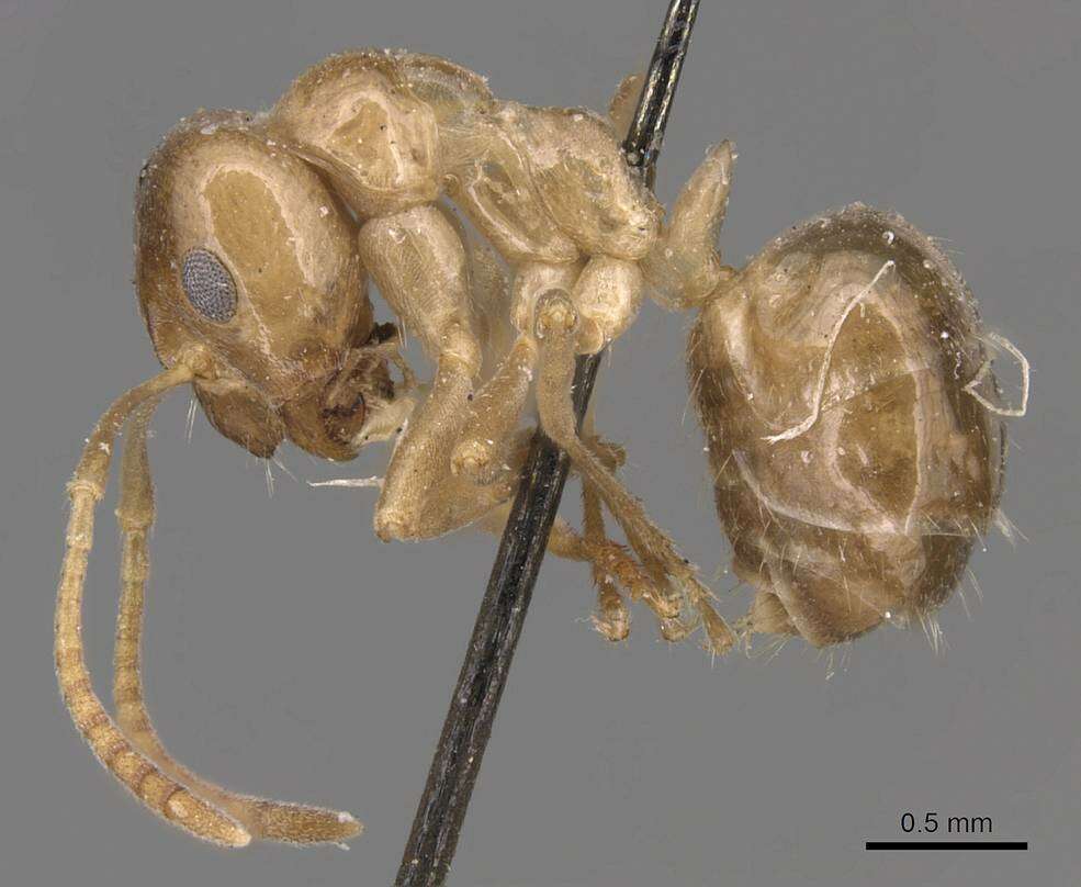 Image of Lasiophanes picinus (Roger 1863)