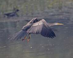 Image de Anhinga roux