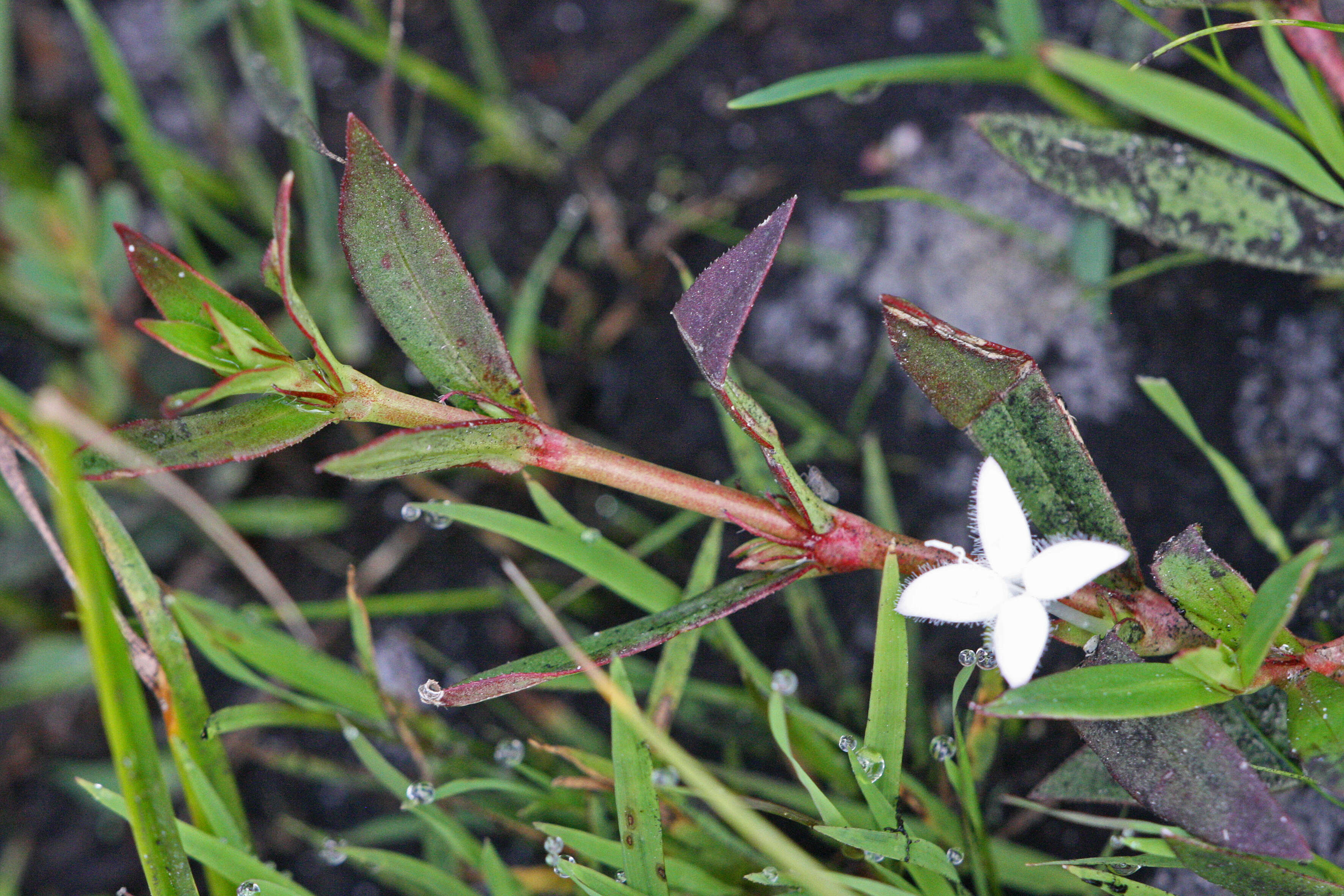 Image of Virginia buttonweed