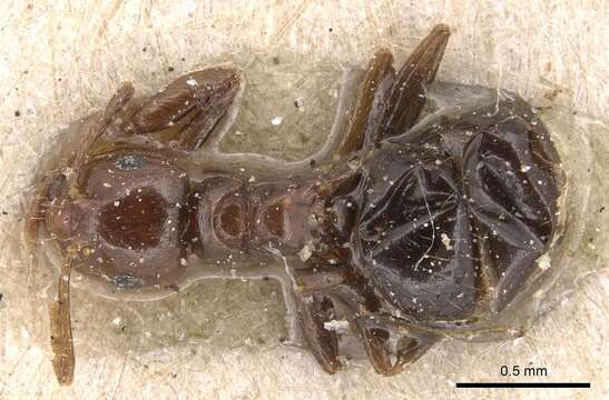 Imagem de Brachymyrmex coactus Mayr 1887