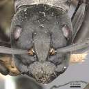 Image of <i>Camponotus buchneri</i> Forel