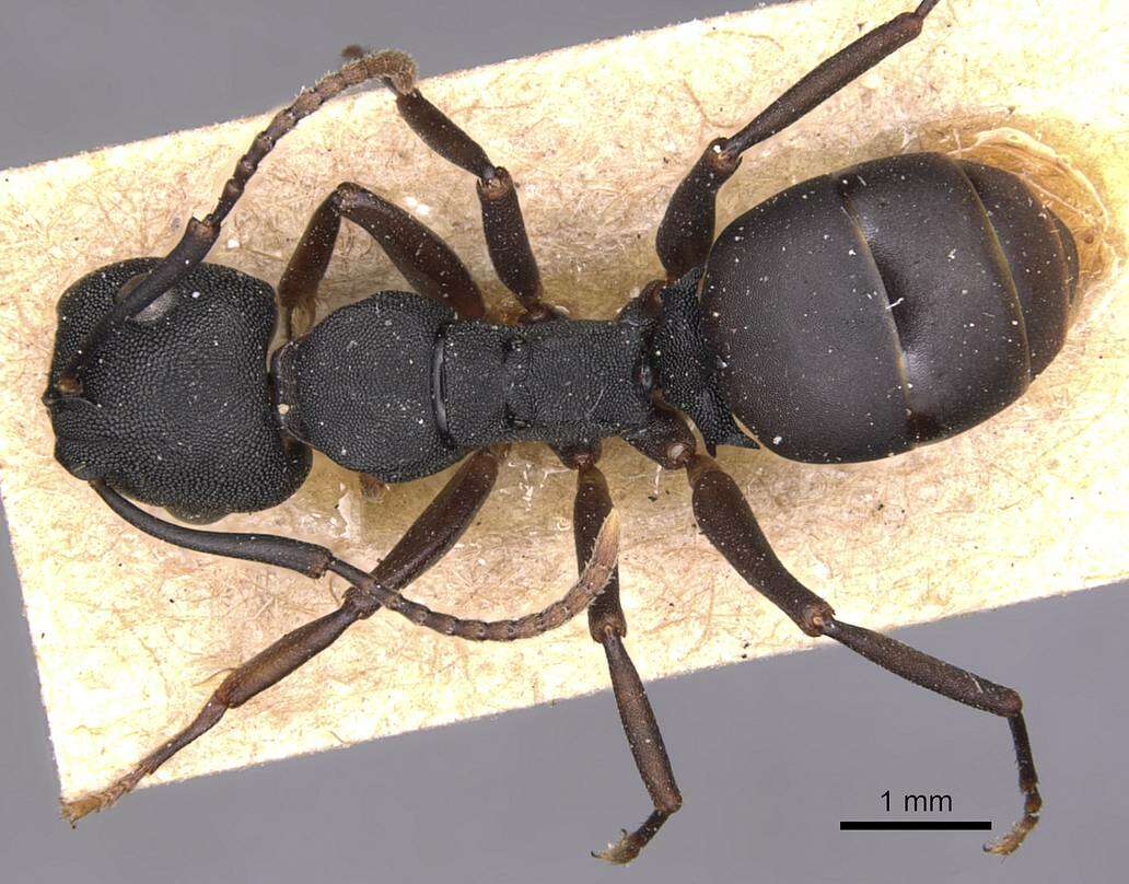 Image of <i>Camponotus aberrans</i> Mayr