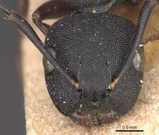 Image of <i>Camponotus aberrans</i> Mayr