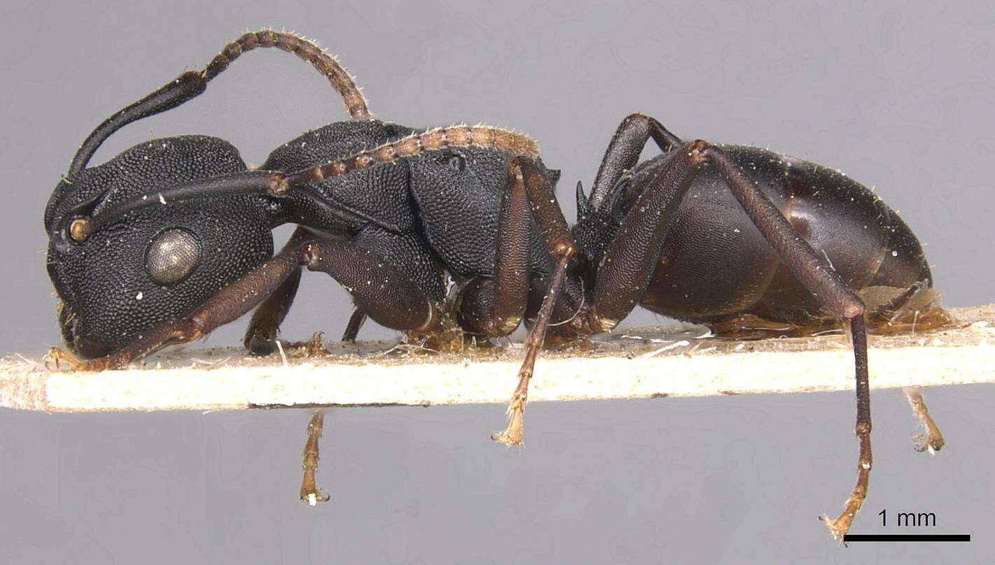 Image of <i>Camponotus aberrans</i> Mayr