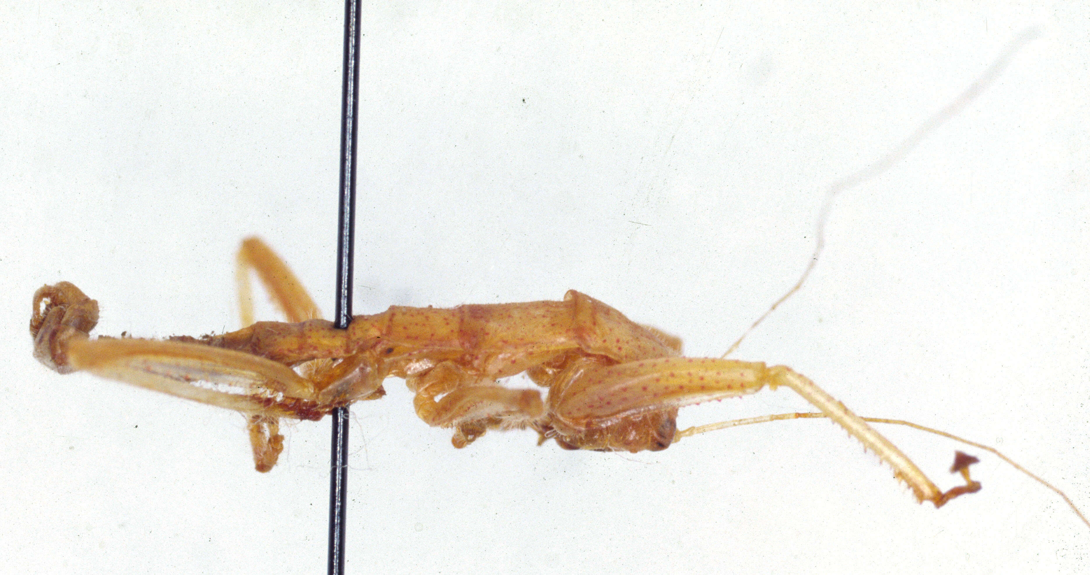 Image of Tanzaniophasma subsolana (Zompro, Klass, Kristensen & Adis 2002)