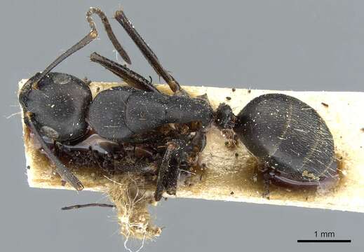 Image of Camponotus japonicus Mayr 1866