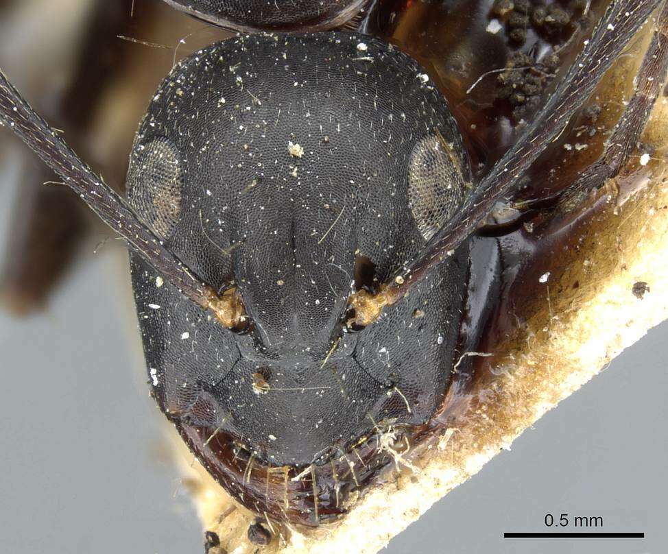 Image of Camponotus japonicus Mayr 1866