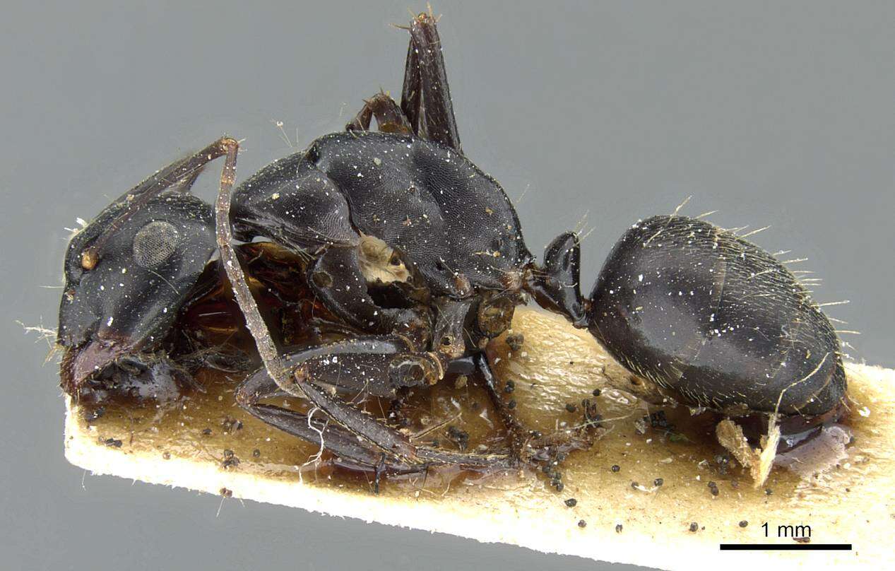 Image of Camponotus japonicus Mayr 1866