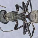 Image of Camponotus punctatissimus Forel 1907