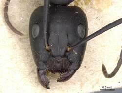 Image of Camponotus cilicicus Emery 1908