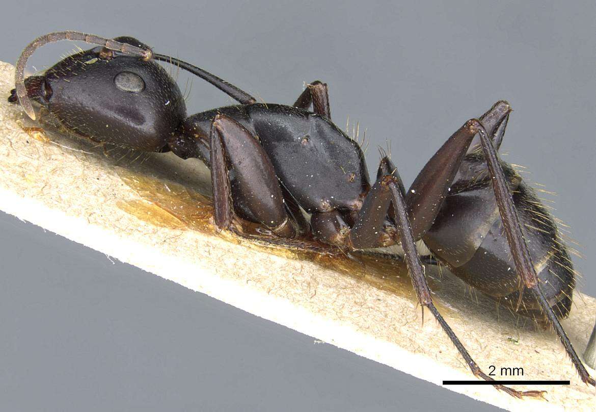Image of Camponotus cilicicus Emery 1908