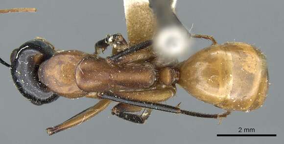 Image de Camponotus ocreatus Emery 1893