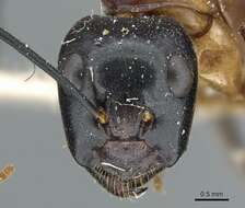 Image de Camponotus ocreatus Emery 1893