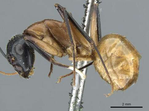 Image de Camponotus ocreatus Emery 1893