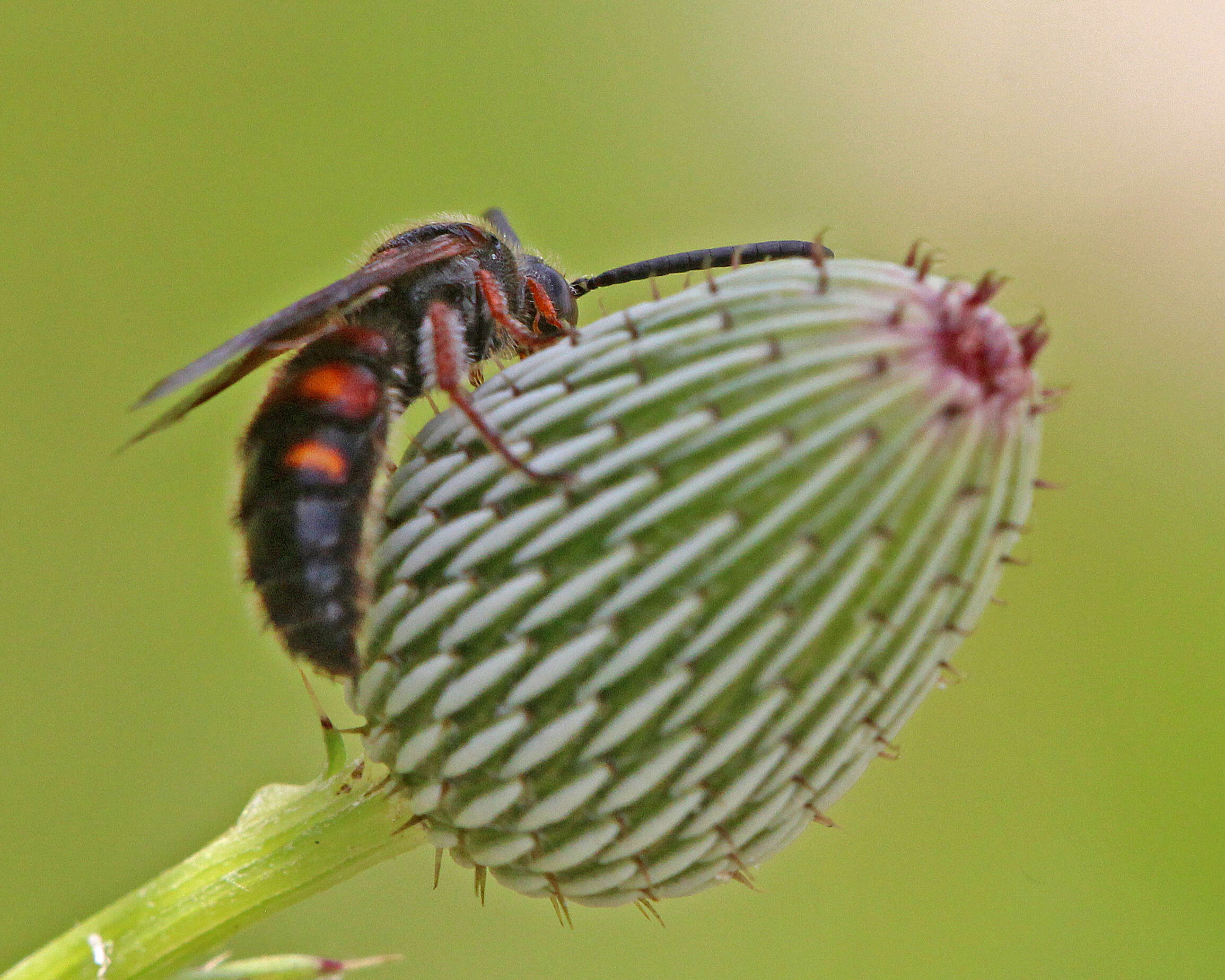 Sivun Scolia nobilitata (Fabricius 1805) kuva