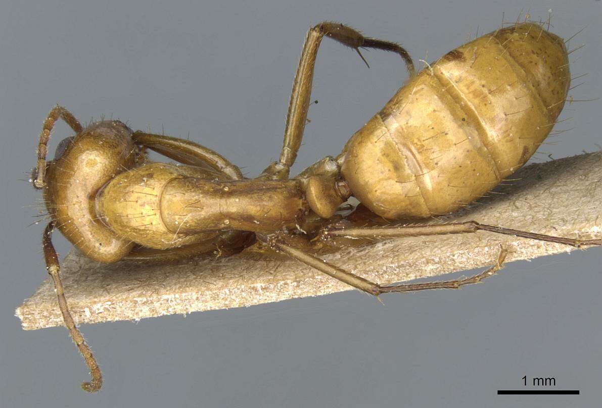 Слика од Camponotus balzani Emery 1894