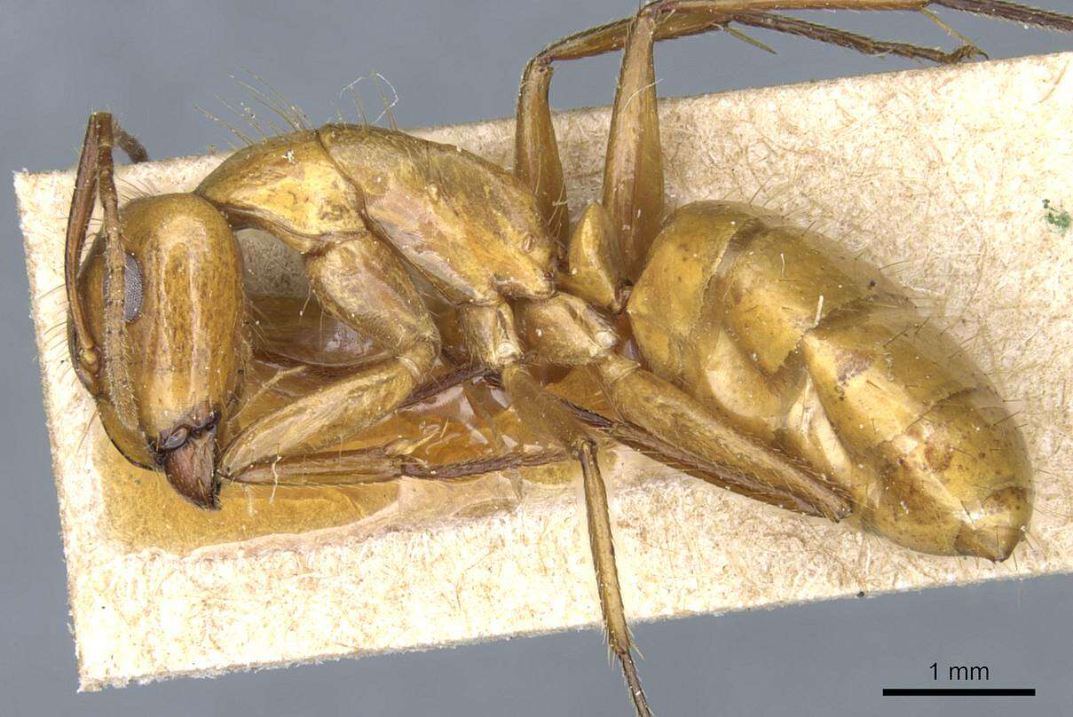 Слика од Camponotus balzani Emery 1894