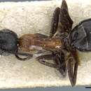 صورة Camponotus minozzii Emery 1920