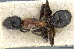 Слика од Camponotus minozzii Emery 1920